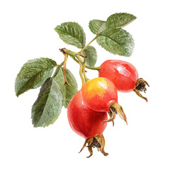 Dog Rose Hip, watercolor drawing vector, isolated on a white background.