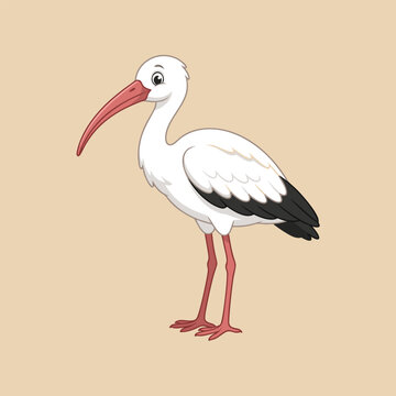 Cartoon illustration of a white ibis bird standing.