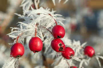 Crataegus monogyna Detail Frucht im Winter mit Raureif
