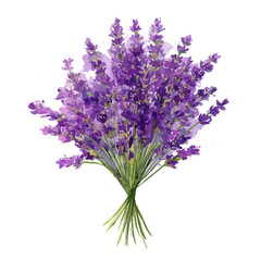 Obraz premium Lavender Bouquet, watercolor drawing vector, isolated on a white background.