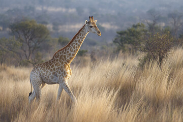 Fototapeta premium Giraffe walking calmly in tall dry grassland with scattered trees in background under soft natural light creating peaceful wildlife scene