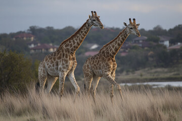 Fototapeta premium Two giraffes walking through tall dry grass in peaceful natural environment with distant houses and trees under cloudy sky, showcasing wildlife beauty and calmness