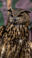 A close-up of a large, majestic owl.
