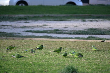  Picture of Flock of green parrots on a lawn