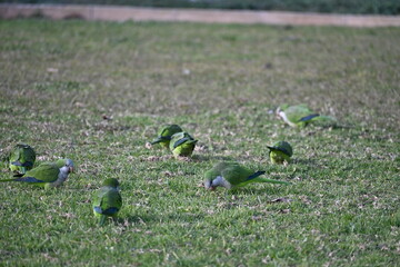  Picture of Flock of green parrots on a lawn