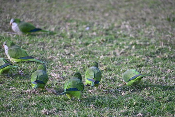  Picture of Flock of green parrots on a lawn