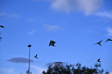 Green parrots flying against blue sky and trees
