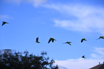 Green parrots flying against blue sky and trees
