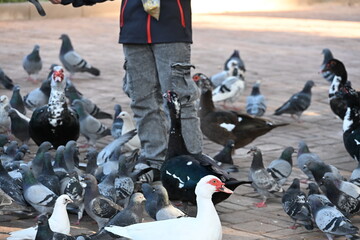 Boy feeding pigeons in a park with birds sitting on his hand
