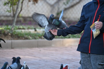Boy feeding pigeons in a park with birds sitting on his hand
