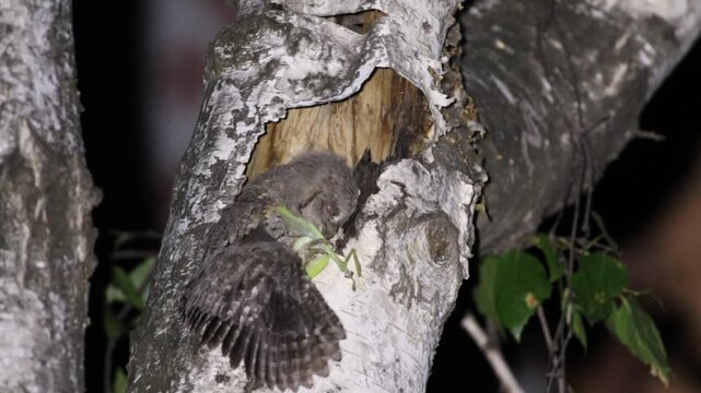 Eurasian scops owl, Otus scops. A chick sits on the edge of its nest, eating a grasshopper