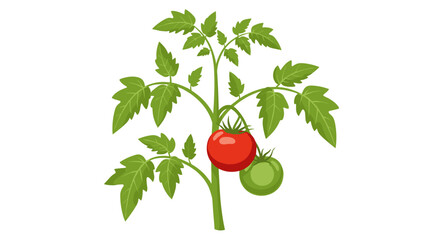 Fresh Tomato Plant Illustration with Ripe Red and Green Vine Tomatoes