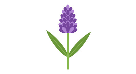 Purple Lavender Flower Illustration and Aromatic Herbal Plant Botanical Icon
