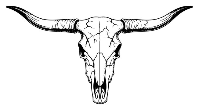 Longhorn Steer Skull Front View Detailed Hand Drawn Vector Illustration