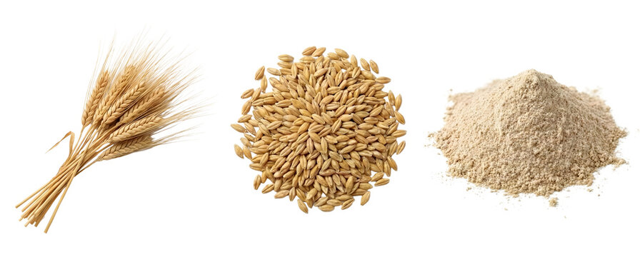 The journey of wheat from golden stalks to versatile flour, showcasing essential food stages