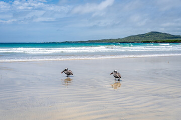 Pelicans on the sandy shores of Isabela Island, Galapagos Archipelago, Ecuador