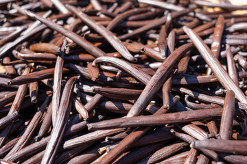 Fresh Tahitian Vanilla Pods Drying on Tahaa Island, French Polynesia