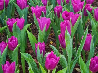 Vibrant Pink and Purple Tulip Garden with a Majestic Tree