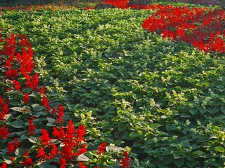 Vibrant Red Geraniums in a Garden