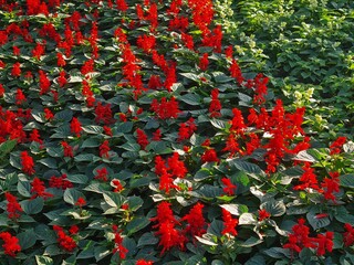 Vibrant Red Geraniums in a Garden