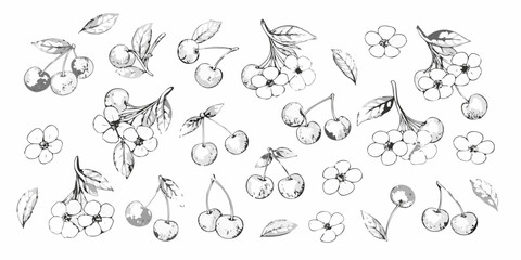 Delicate hand drawn illustration of cherries and blossoms on a white background
