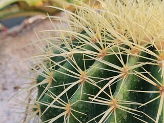 Golden Barrel Cactus Spines Closeup.