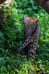 A powerful spotted leopard rests among the branches of a jungle tree, showcasing the dangerous beauty of this wild feline predator and big cat in its natural wildlife habitat