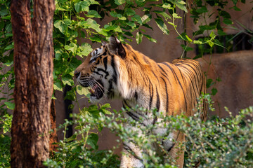 A majestic orange Bengal tiger with bold black stripes prowls through the lush green jungle and zoo enclosure, showcasing the powerful nature of this wild feline predator and carnivore