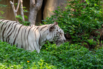 A rare white Bengal tiger with bold black stripes prowls through a lush jungle and zoo habitat, showcasing the majestic beauty of this large feline predator in the wild