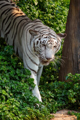 The elegant white Bengal tiger with distinctive black stripes stalks through the forest and swims ferociously, a large predator that poses a danger both in the wild and in zoos.