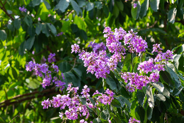 Vibrant pink and purple flowers bloom on a lush garden bush, showcasing the delicate petals and floral beauty of spring flora in nature