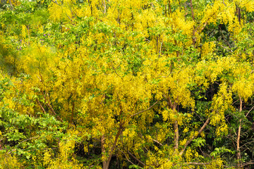 A vibrant spring landscape of a rural meadow features a vast field of yellow dandelion flowers under a clear blue sky with green trees and mimosa blossoms