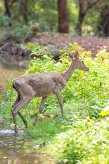 A young white-tailed buck with small antlers stands alert on green grass in the wild forest woods surrounded by trees and nature