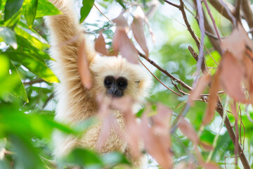 A white furred baby gibbon is a wild mammal sitting in a green forest tree alongside a squirrel in the nature of a Thailand jungle zoo