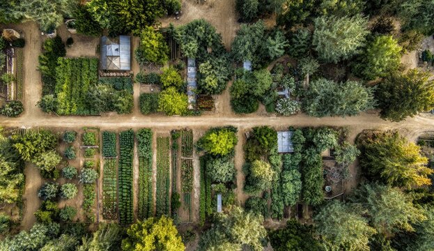 Aerial view of a verdant agricultural plot with neat rows of produce and surrounding trees