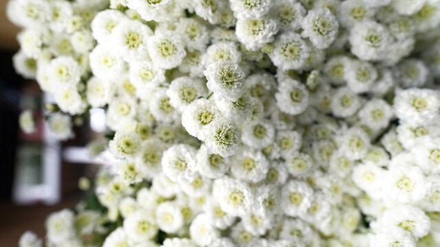 Close-up of Pure White Matricaria Tetra Flowers with Yellow Centers