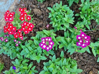 Vibrant Red and Purple Verbena Flowers Blooming in a Garden