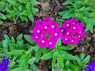 Vibrant Red and Purple Verbena Flowers Blooming in a Garden
