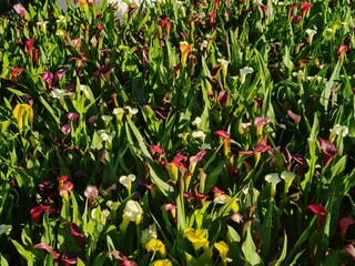 Vibrant Calla Lilies Blooming in a Sunny Garden