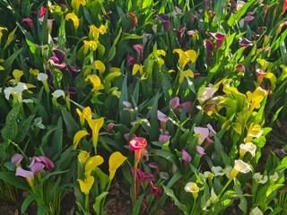 Vibrant Calla Lilies Blooming in a Sunny Garden
