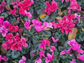 Vibrant Pink Blooms Amidst Green Foliage
