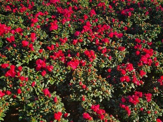 Vibrant Pink Blooms Amidst Green Foliage