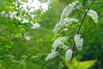 spring nature background with blossoming wild cherry tree. beautiful floral spring landscape. white bird cherry flowers on branches close up, natural abstract backdrop.