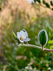spring flowers in the garden