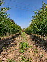 road in the vineyard