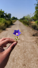 Flower in hand 