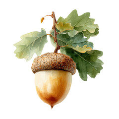 Acorn, watercolor clipart vector, isolated on a white background. © F-ART