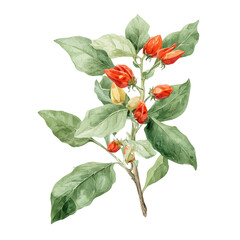 Ashwagandha, watercolor clipart vector, isolated on a white background.