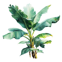 Banana Plant, watercolor drawing vector, isolated on a white background.