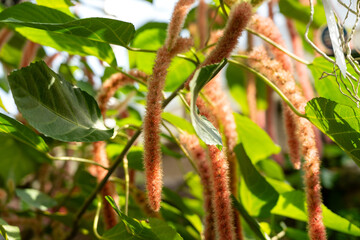 Beautiful red Chenille plant flowers with green leaves.